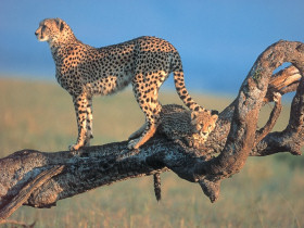 Gorilla Safari & the Masai Mara